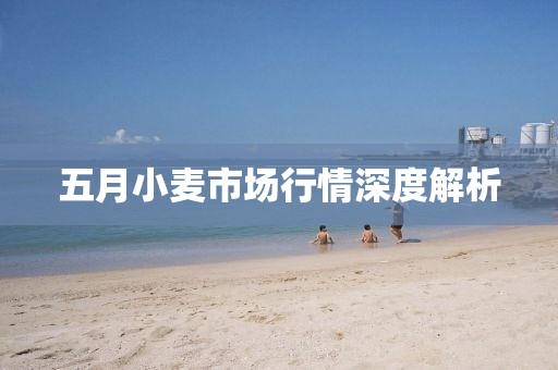五月小麦市场行情深度解析