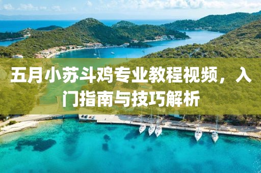 五月小苏斗鸡专业教程视频，入门指南与技巧解析