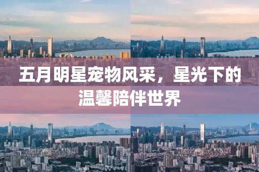 五月明星宠物风采，星光下的温馨陪伴世界