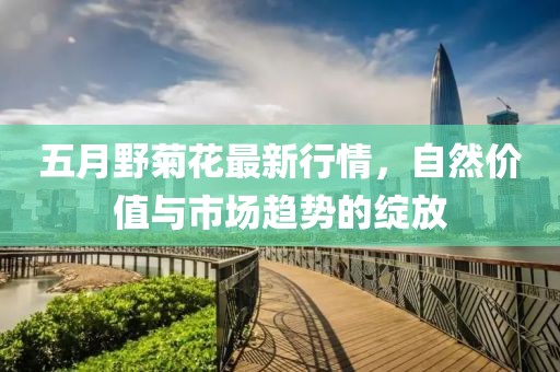 五月野菊花最新行情，自然价值与市场趋势的绽放